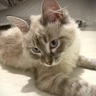 Анна Витальевна