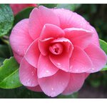 Анжелика Е.